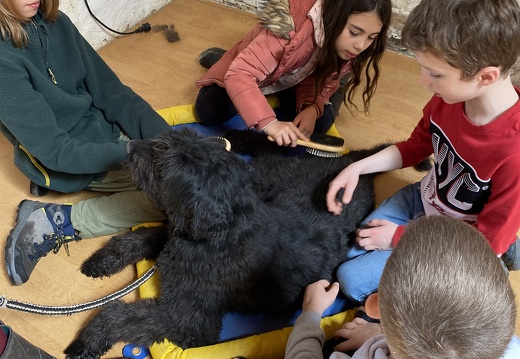 Stage mai 2023, les enfants et les chiens