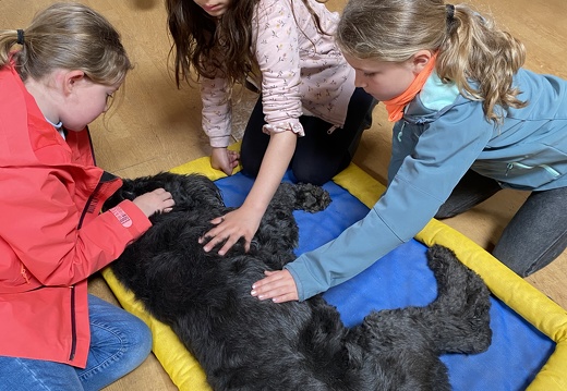 Stage mai 2023, les enfants et les chiens