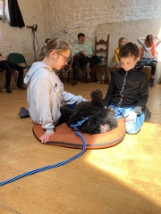 Stage mai 2023, les enfants et les chiens