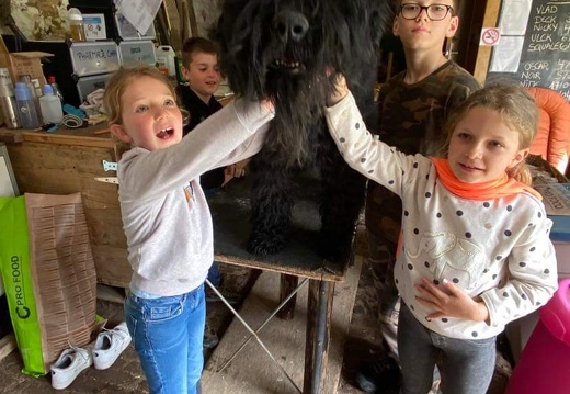 Stage mai 2023, les enfants et les chiens